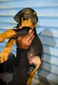 Purchase KCI Registered Doberman Puppy from Chennai